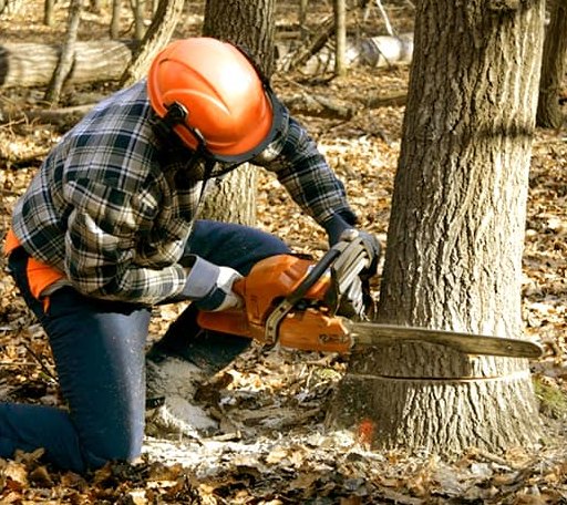 Tree Removal in Matoaka, WV